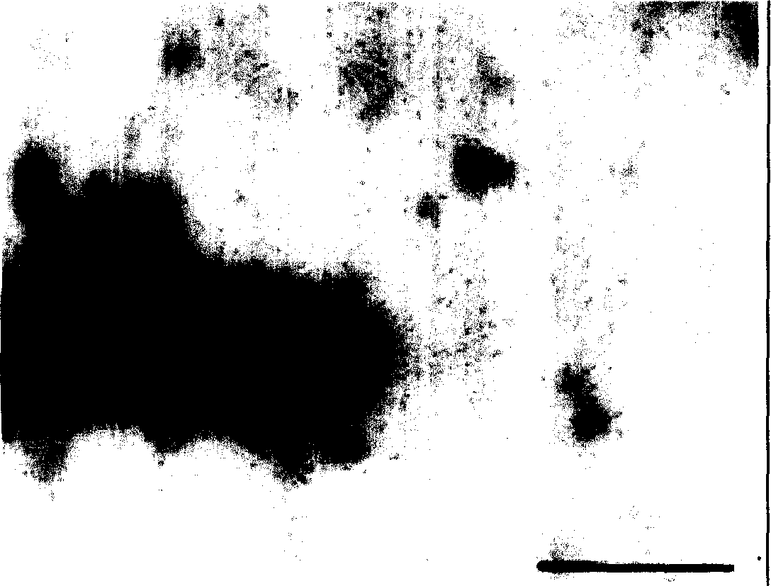 Pseudomonas RRj228 helpful for crop growth and microbe preparation containing the same