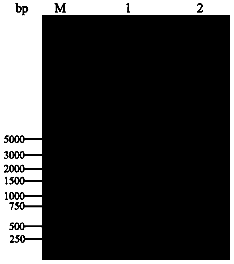 Single-resistance escherichia coli-bacillus subtilis shuttle expression vector and application thereof