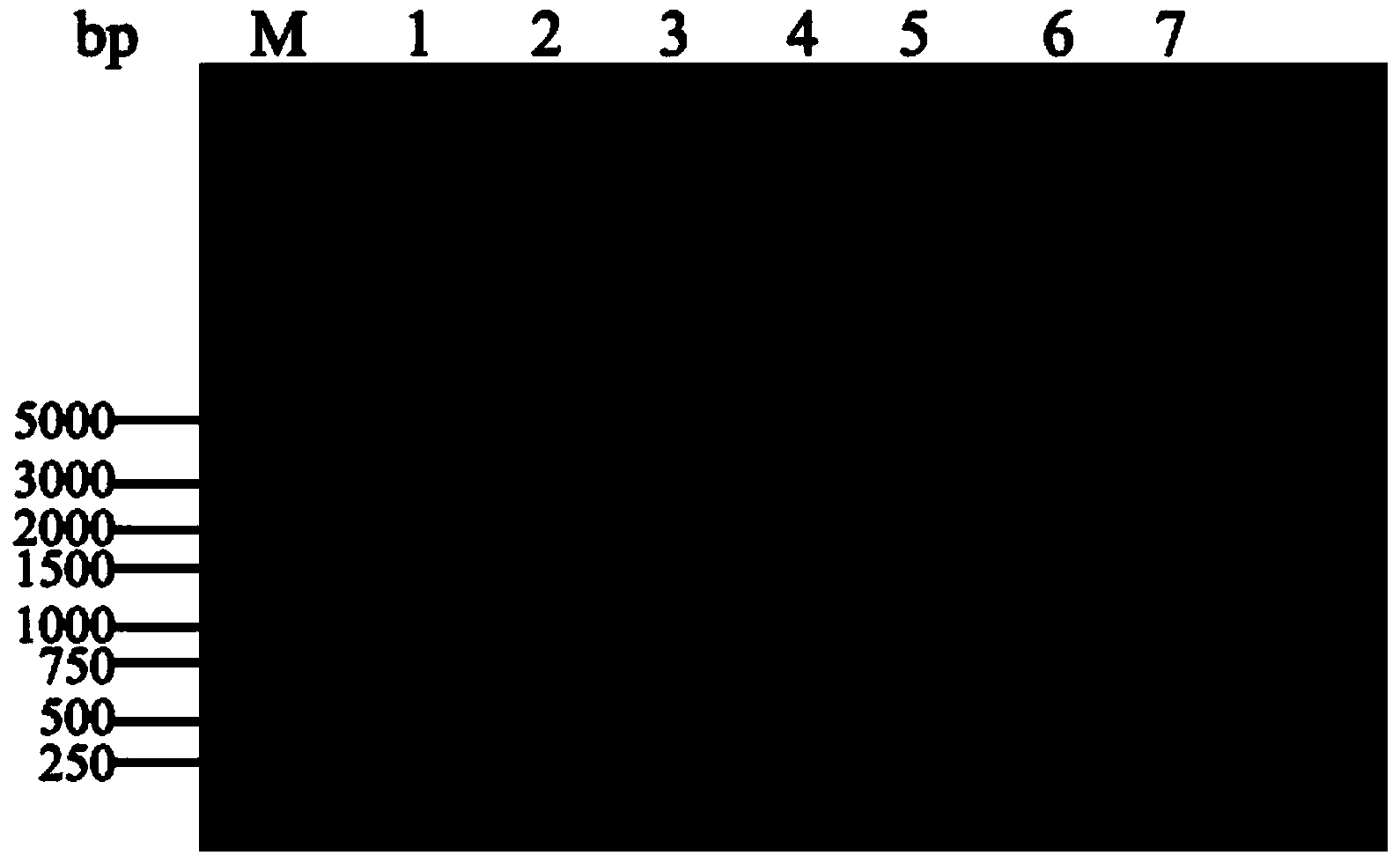 Single-resistance escherichia coli-bacillus subtilis shuttle expression vector and application thereof