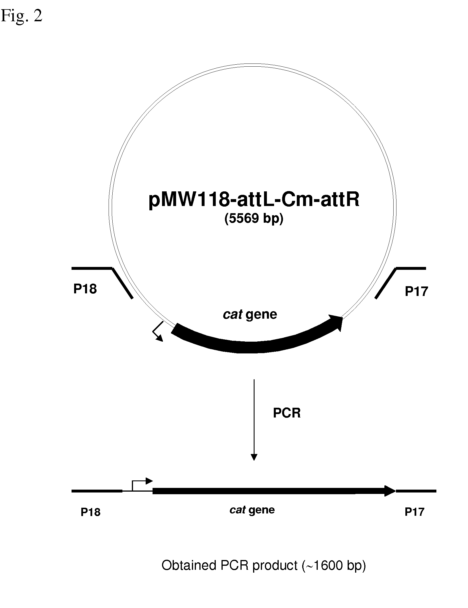 Method for Producing an L-Amino Acid Using a Bacterium of the Enterobacteriaceae Family With Enhanced Expression of the fucPIKUR Operon