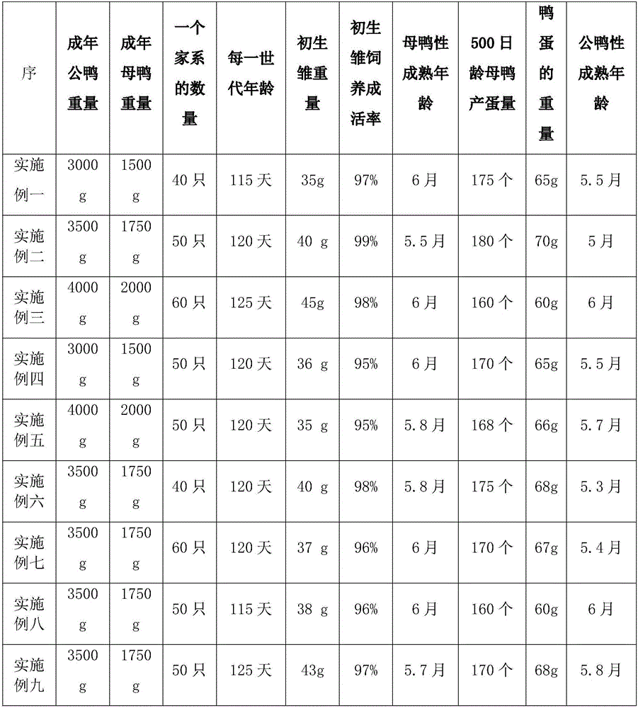 Breed protection and selection method of Muscovy ducks