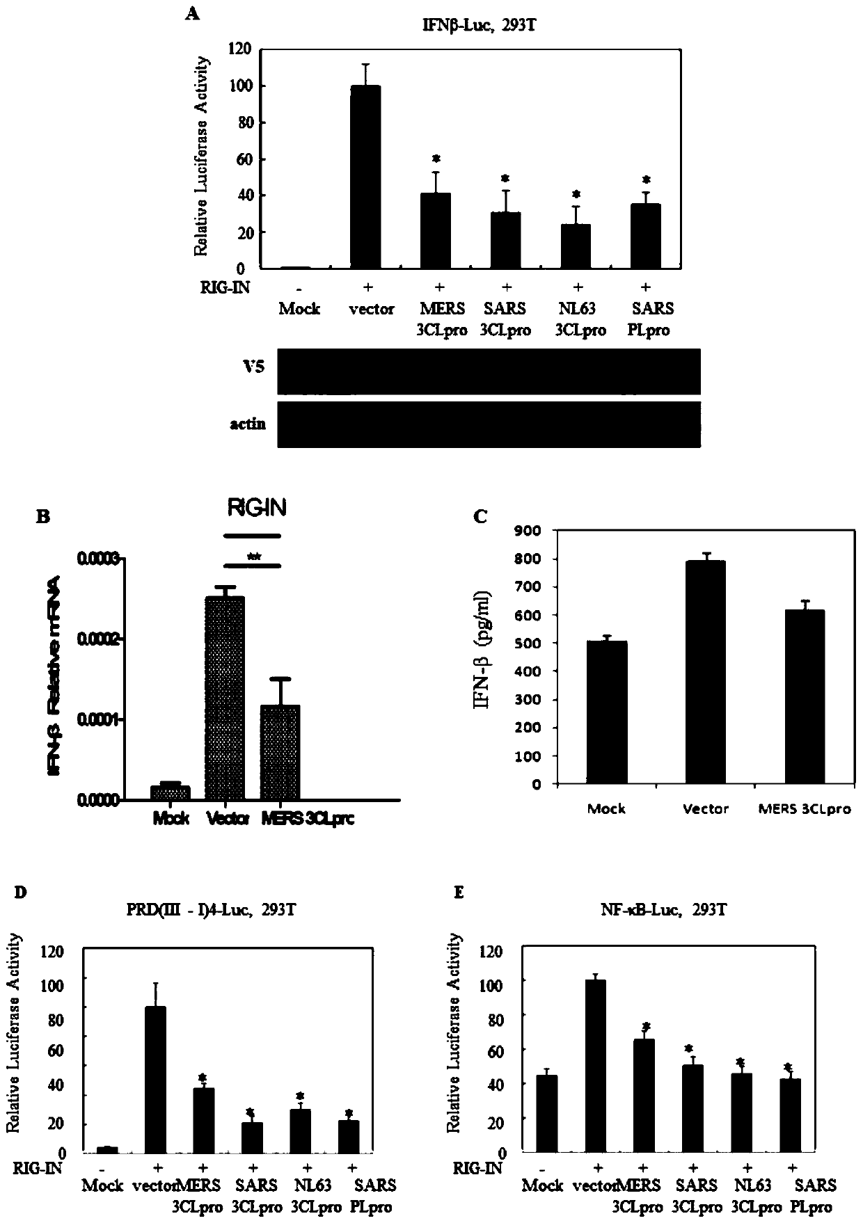 Application of MERS-CoV 3CLpro (Middle East respiratory syndrome coronavirus 3C-like protease) as deubiquitinating enzyme and interferon inhibitor