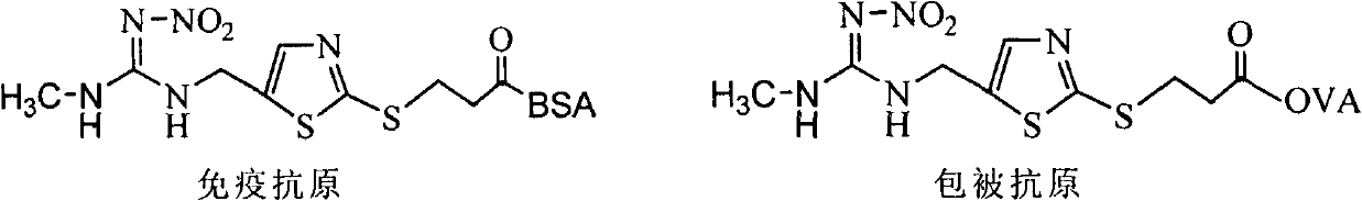 Clothianidin antigen, antibody and application thereof