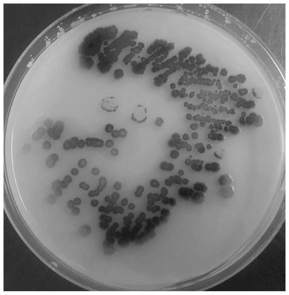 Sphingobium abikonense HP10 and application thereof