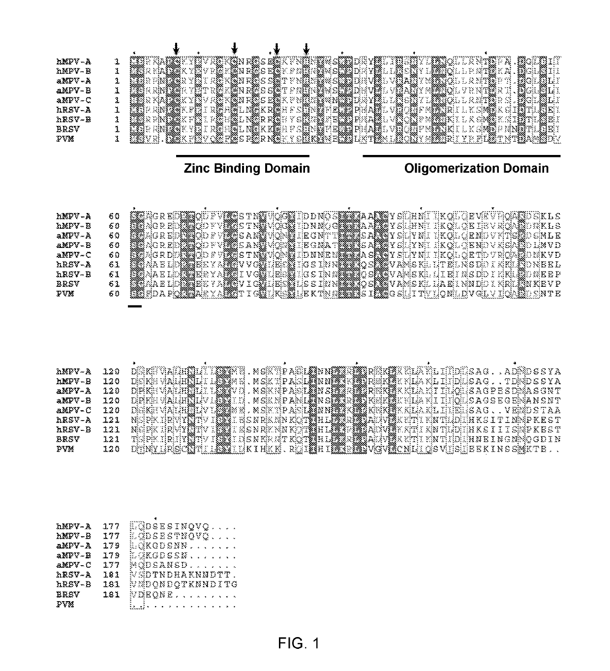 Live attenuated vaccines for pneumoviruses and related methods and materials