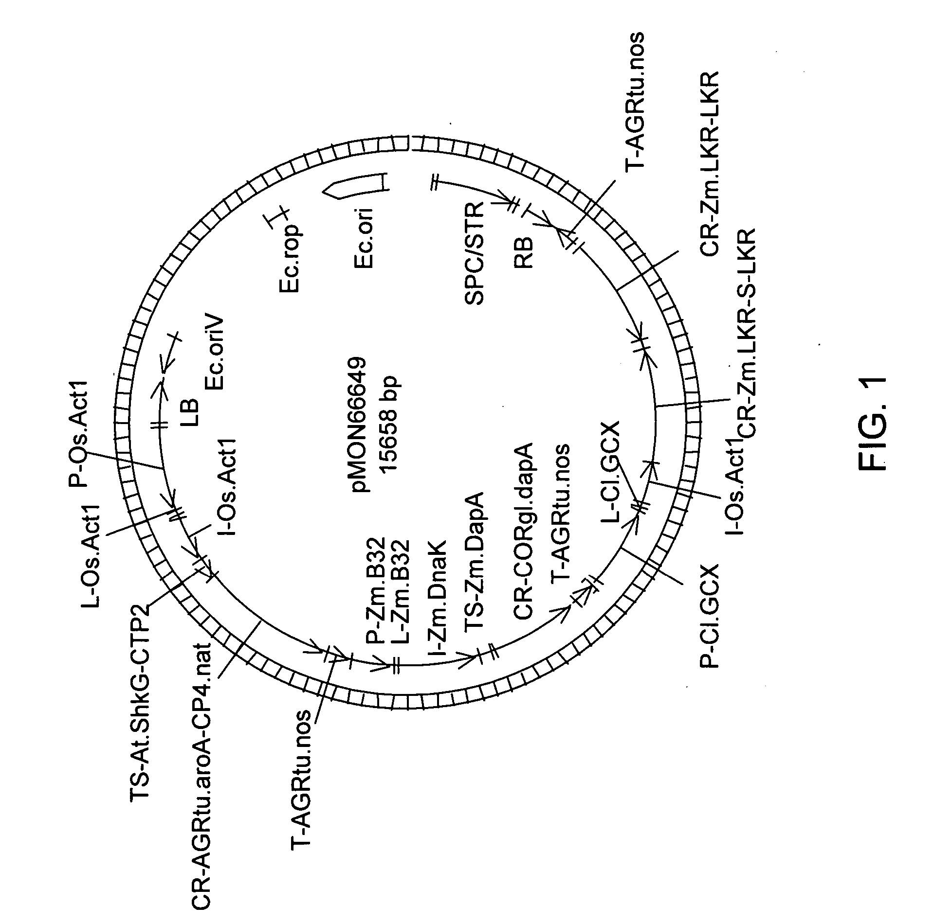 Transgenic plant seed with increased lysine