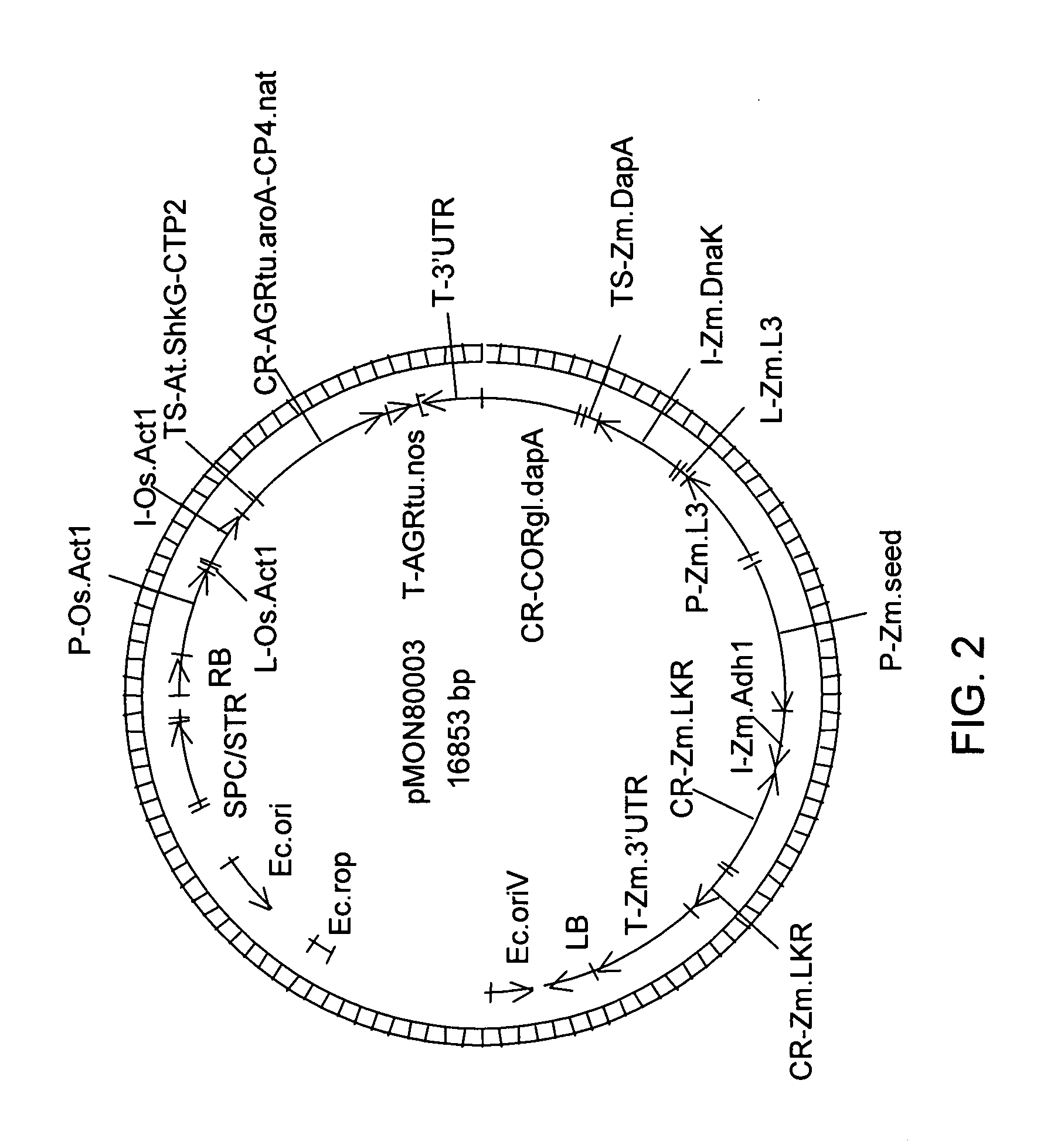 Transgenic plant seed with increased lysine