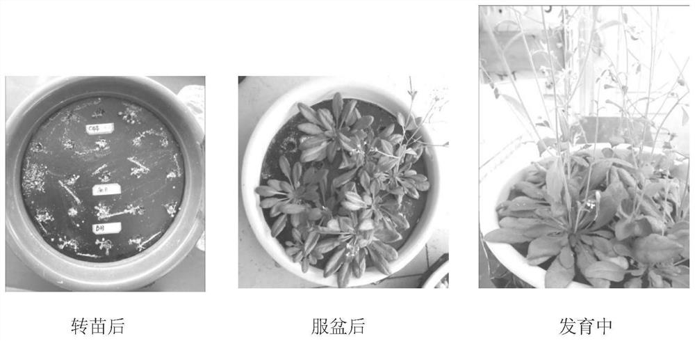 A recyclable transgenic Arabidopsis hydroponic device and hydroponic method thereof