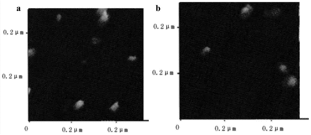 Method for preparing exosome freeze-dried powder of human amniotic mesenchymal stem cells