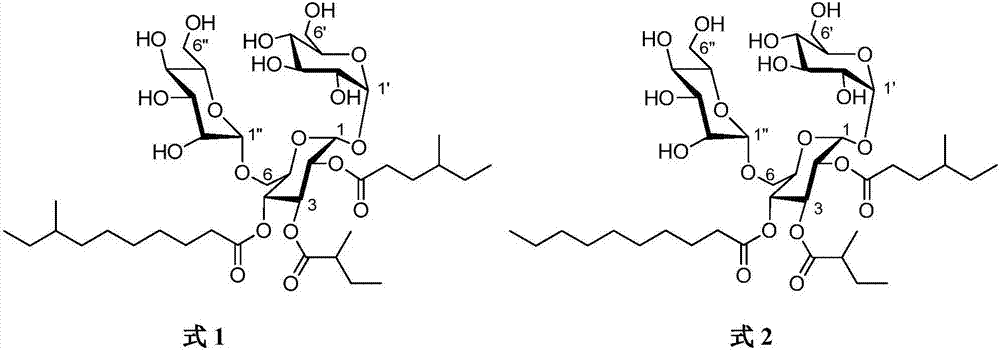 A pezicula sp. SC1337 strain, and a method of preparing trisaccharide ester derivatives by utilizing the strain