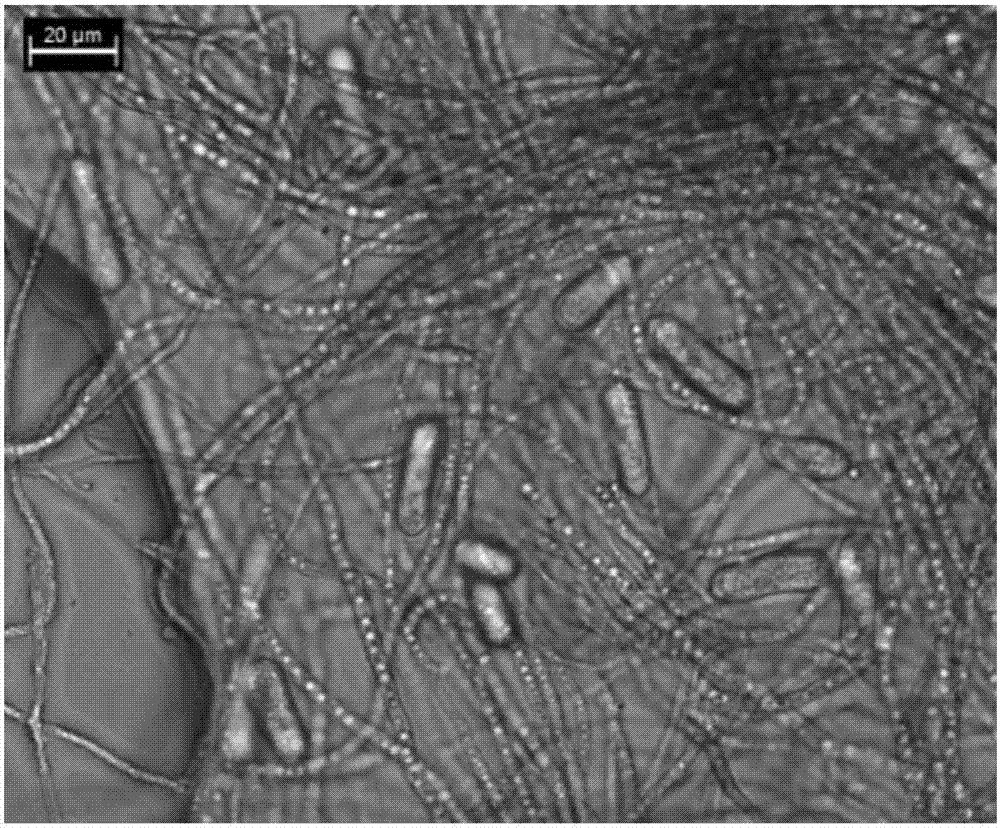 A pezicula sp. SC1337 strain, and a method of preparing trisaccharide ester derivatives by utilizing the strain