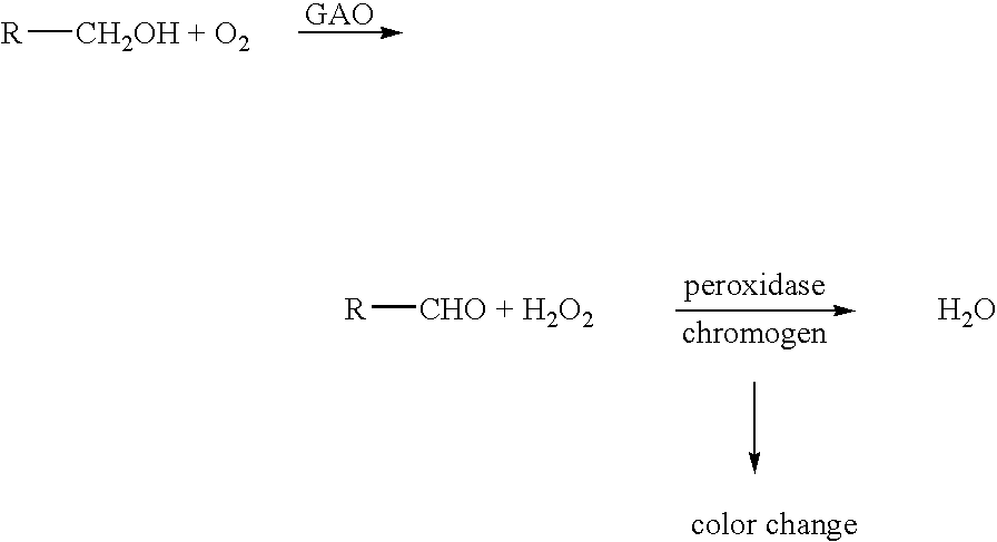 Directed evolution of oxidase enzymes