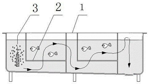 Artificial breeding method for glyptosternon maculatum