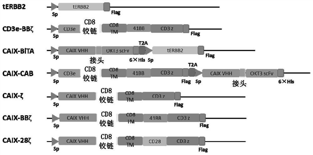 Design of activated T cells of bispecific T cell activator and application thereof