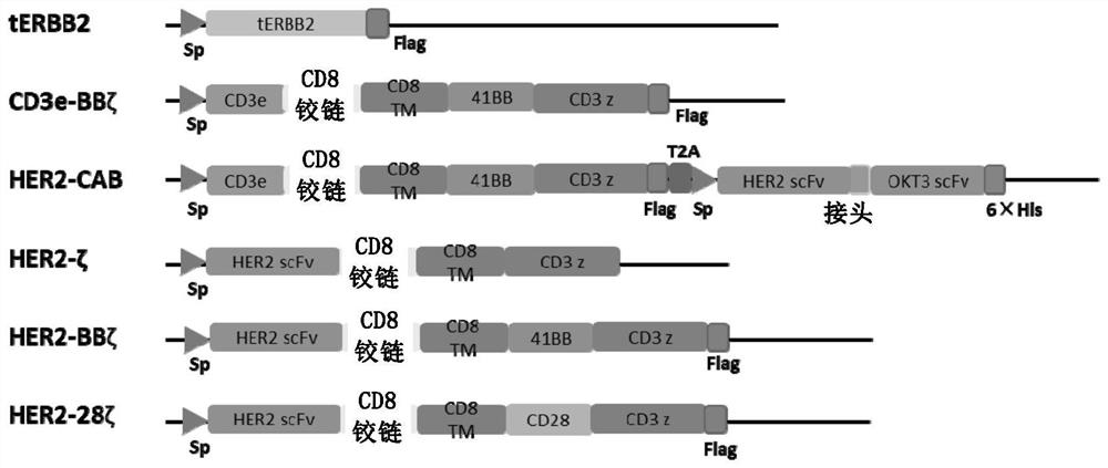 Design of activated T cells of bispecific T cell activator and application thereof