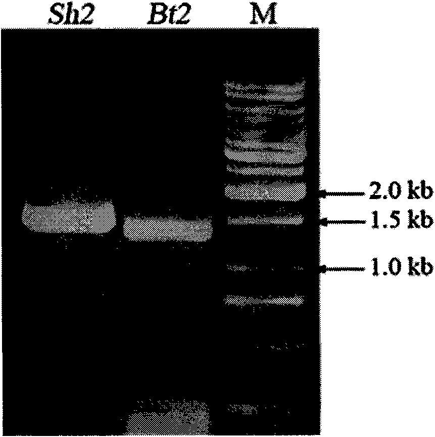 ADP-glucose pyrophosphorylase mutant, encoding genes thereof and application of same two