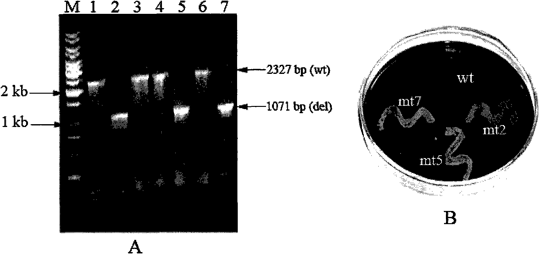 ADP-glucose pyrophosphorylase mutant, encoding genes thereof and application of same two