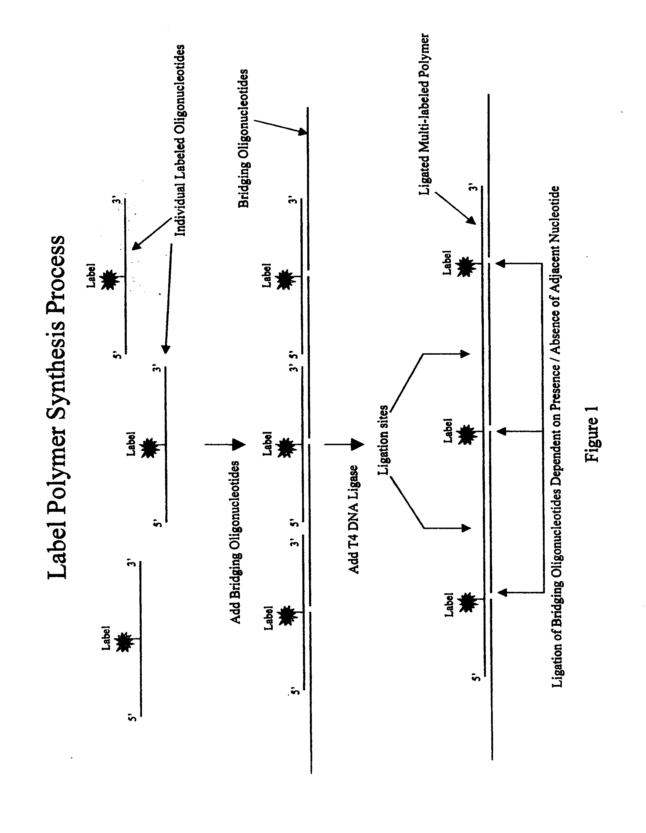 Polymeric label molecules