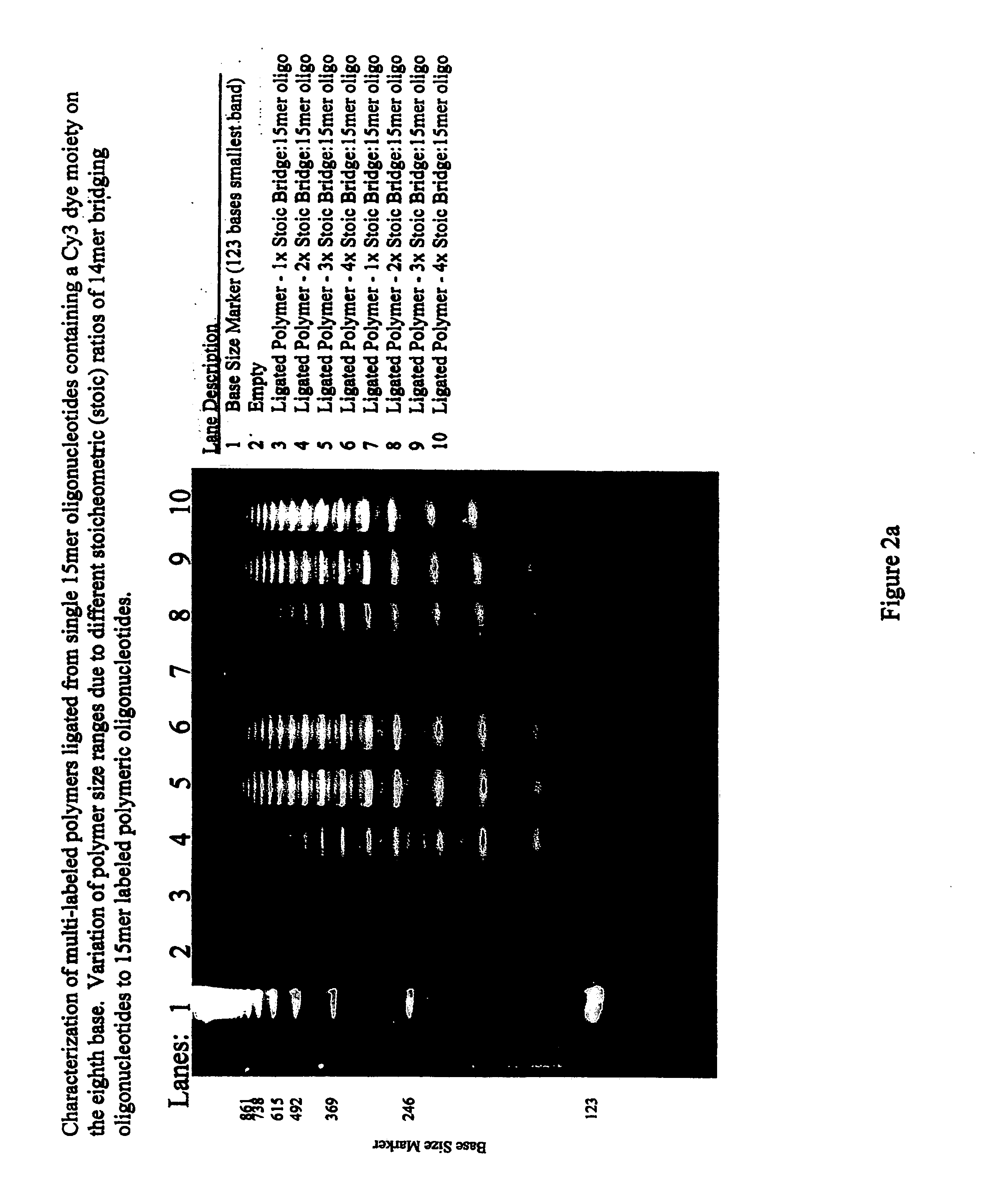 Polymeric label molecules