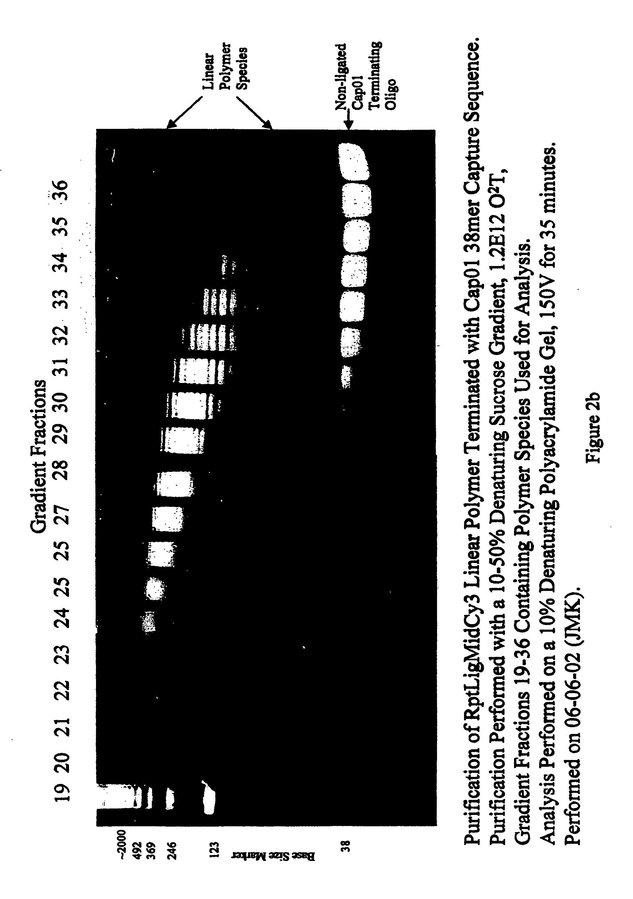 Polymeric label molecules