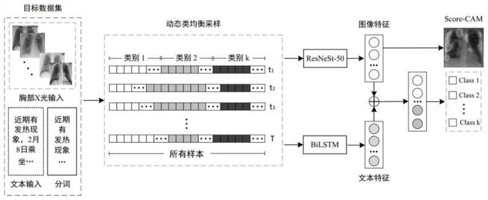 COVID-19 identification method based on multi-information sample class adaptive classification network