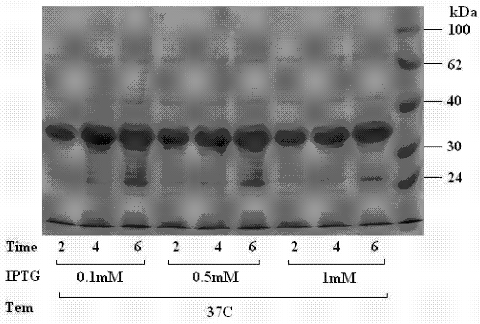 A blocking ELISA method for detecting avian hepatitis E virus specific antibodies