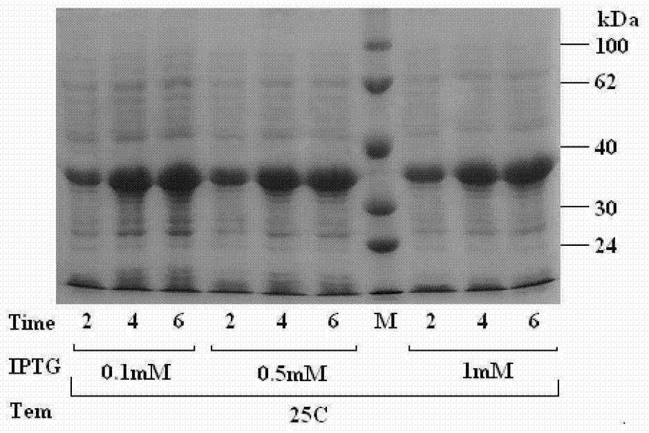 A blocking ELISA method for detecting avian hepatitis E virus specific antibodies