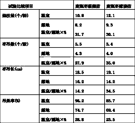 Greenhouse Huping jujube culturing technology