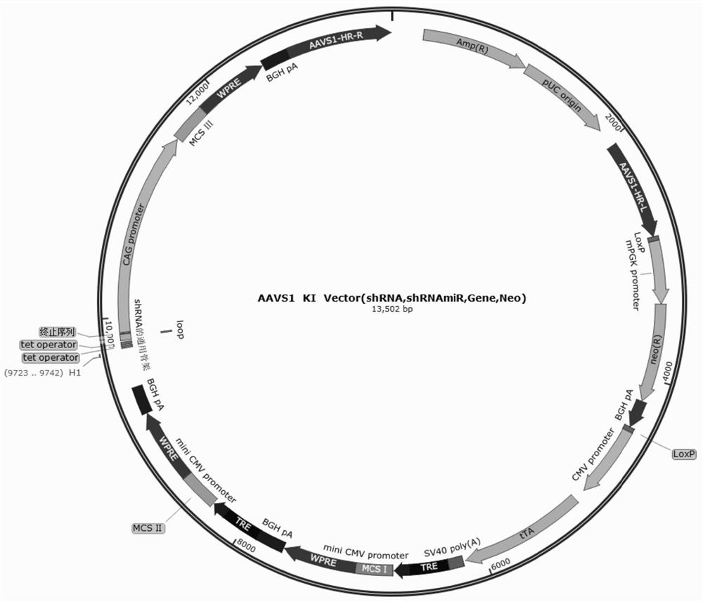 Immunocompatible reversible universal pluripotent stem cells and application thereof