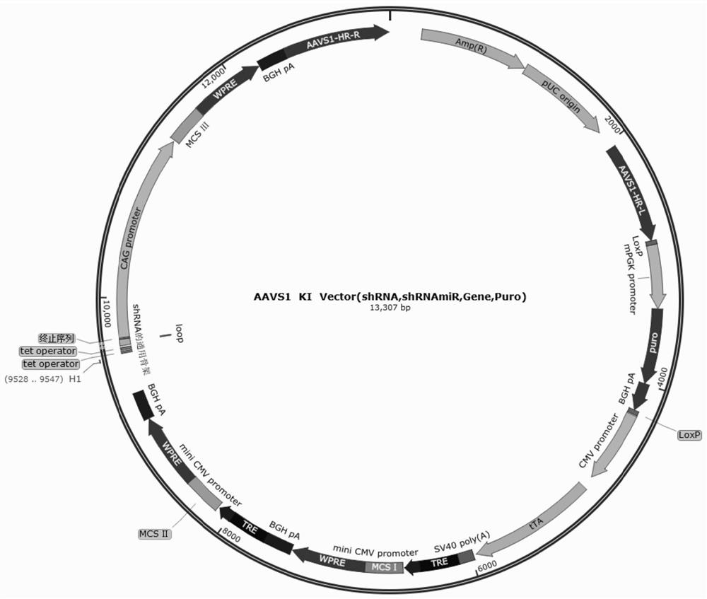 Immunocompatible reversible universal pluripotent stem cells and application thereof