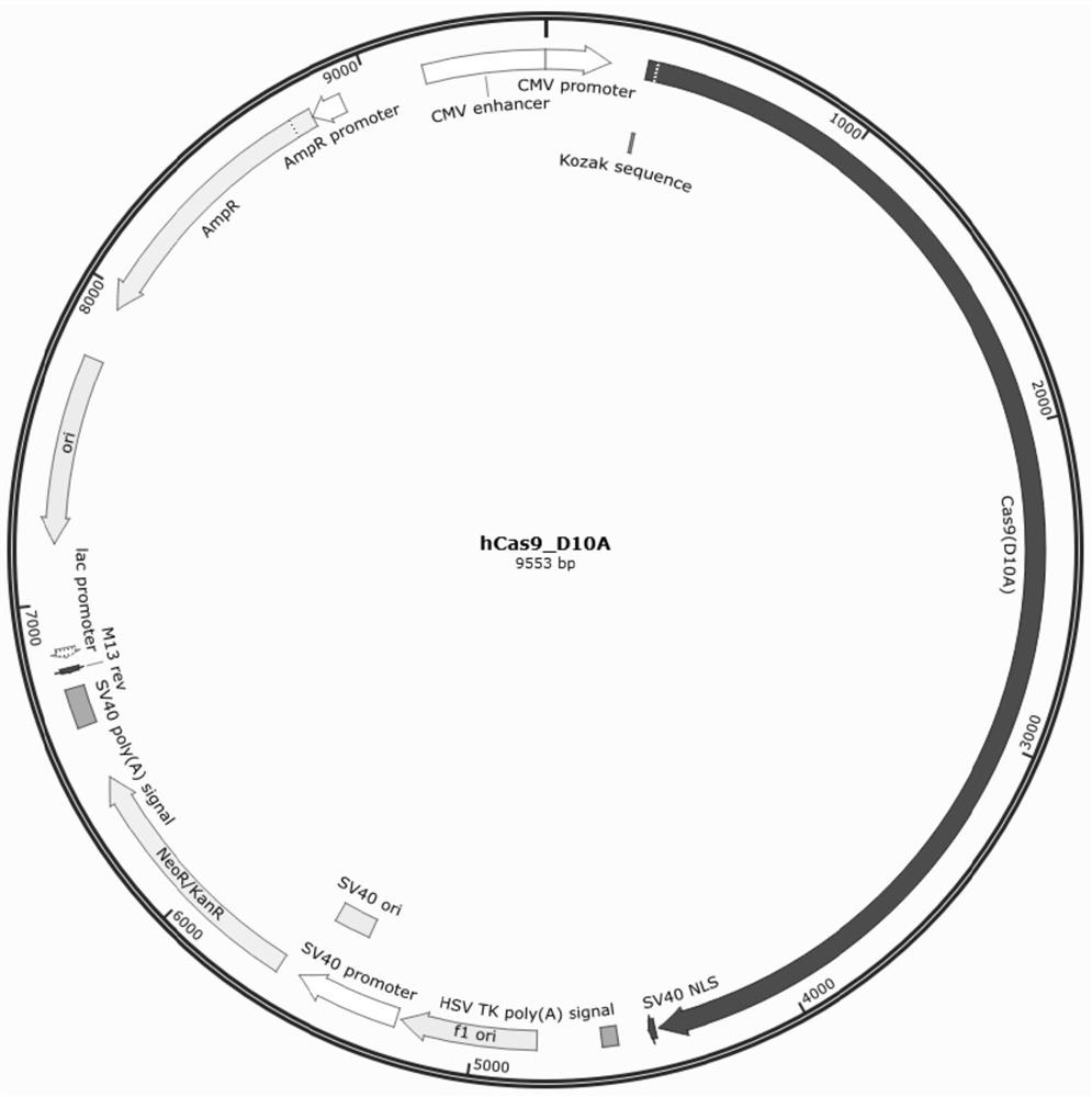 Immunocompatible reversible universal pluripotent stem cells and application thereof