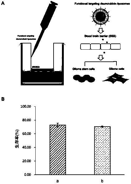 Functional targeting carrier material distearoylphosphatidylethanolamine-polyethylene glycol-polyethyleneimine compound and its modified liposome