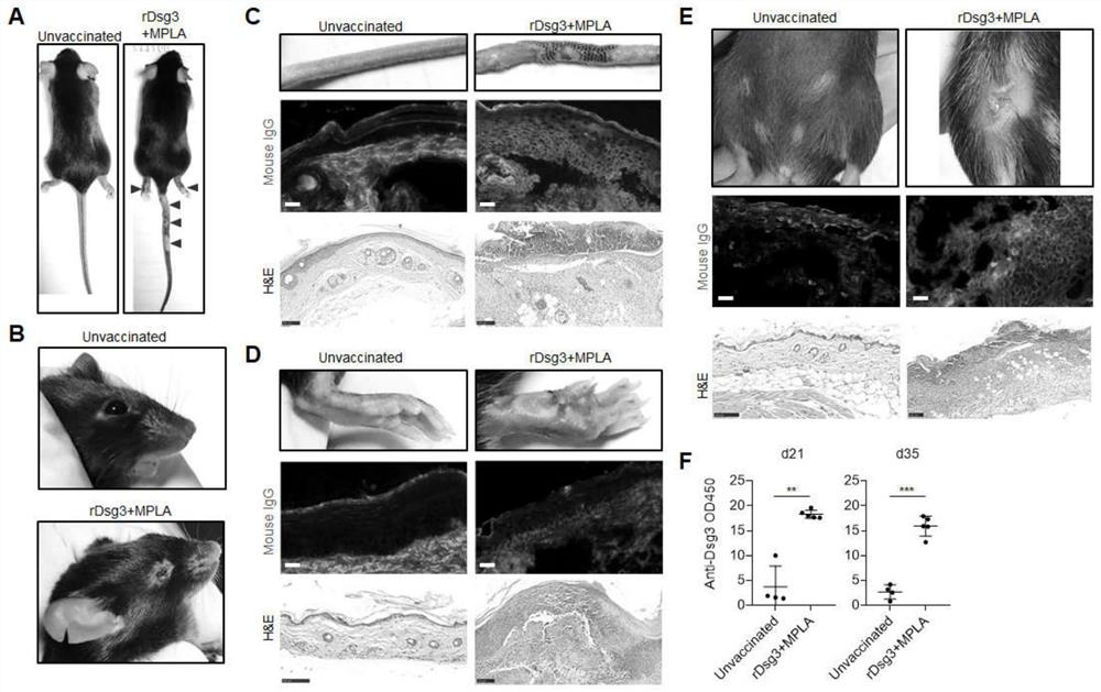 Method for constructing pemphigus vulgaris animal model