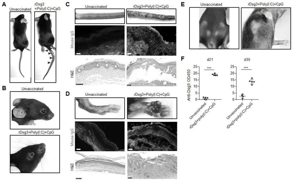 Method for constructing pemphigus vulgaris animal model