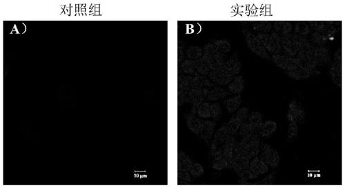 A fluorescent probe for detecting fluoride ions in living cells and its preparation method