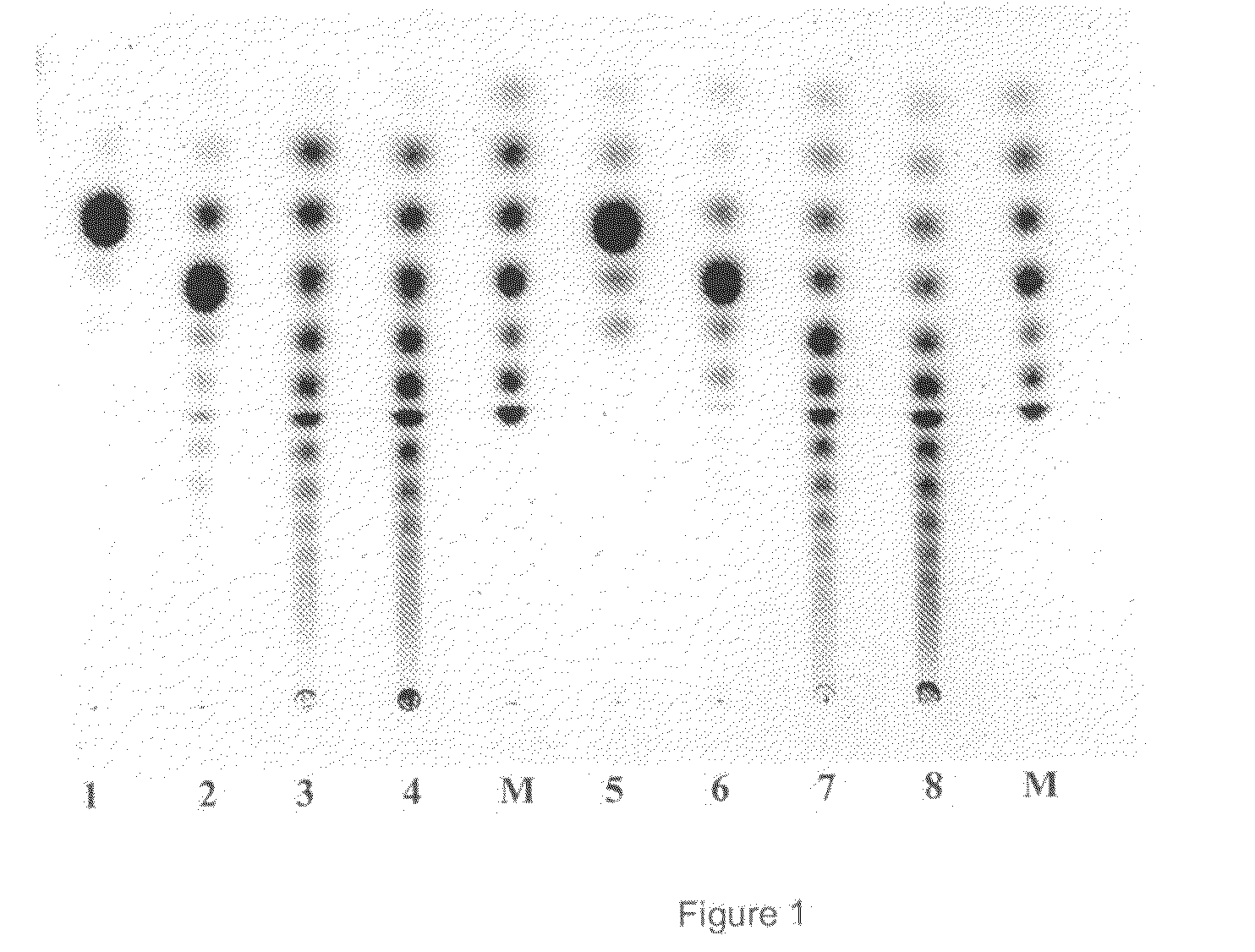 Glucanotransferase