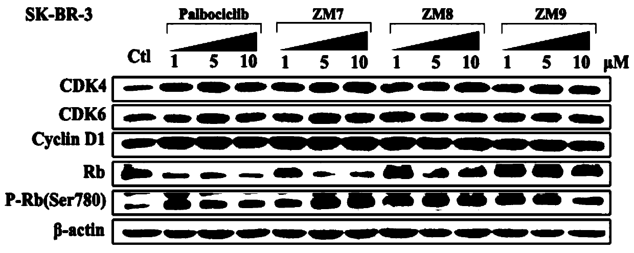 Compound to induce degradation of CDK4/6 (cyclin dependent kinase 4/6) based on CRBN (cereblon) ligand, preparation method of compound, pharmaceutical composition and application of compound