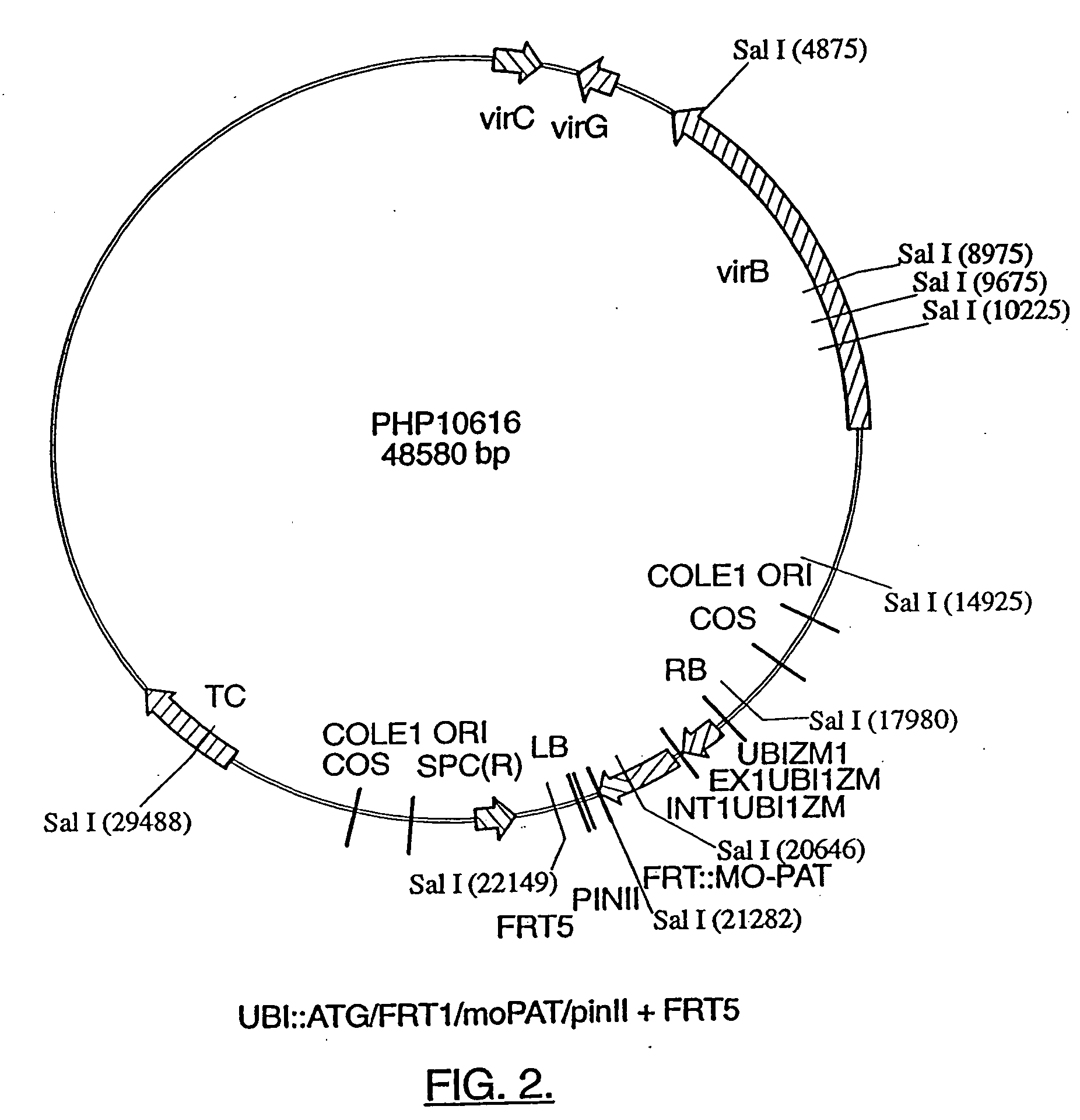 Compositions and methods for genetic modification of plants