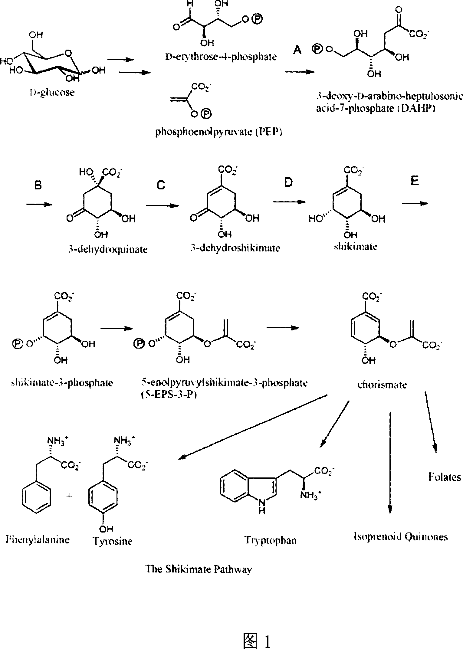 Method for producing shikimic acid by biological engineering invoice method expression and engineering bacterium constructed thereby