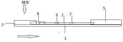 Immune colloidal gold test stripe and preparation method and application