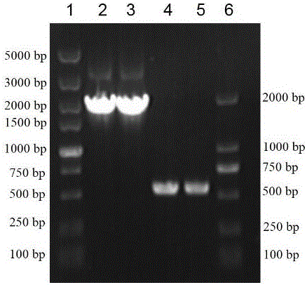 Nanofiber biological membrane immobilized bi-enzyme system and trehalose catalytic synthesis method thereof