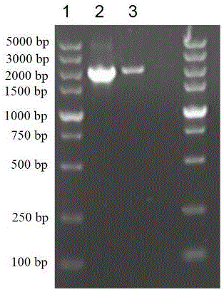 Nanofiber biological membrane immobilized bi-enzyme system and trehalose catalytic synthesis method thereof