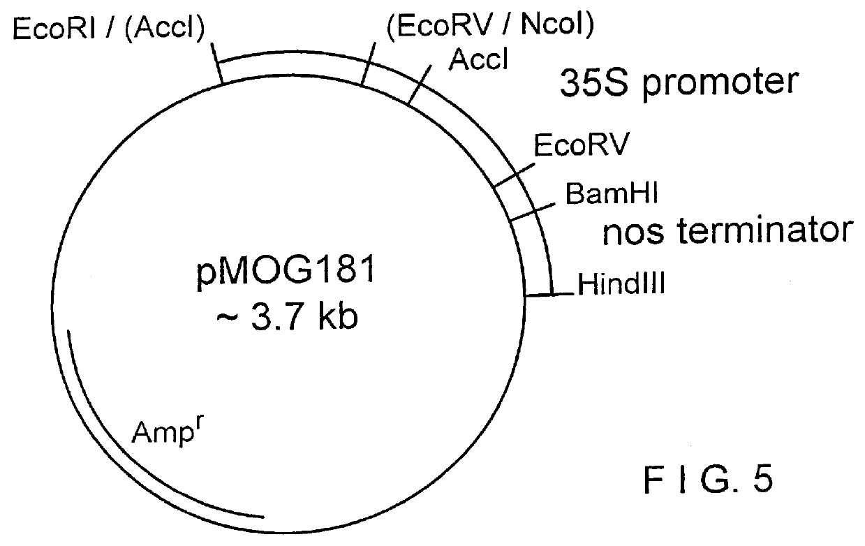 Process for obtaining fungal resistant plants with recombinant polynucleotides encoding beta -1,3-glucanase modified for apoplast targeting