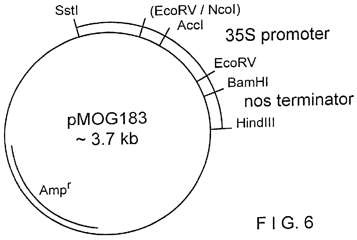 Process for obtaining fungal resistant plants with recombinant polynucleotides encoding beta -1,3-glucanase modified for apoplast targeting