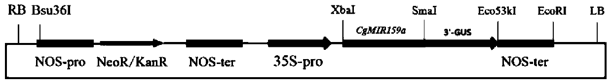 Application of cymbidium goeringii miR159a in accelerating plant life cycle