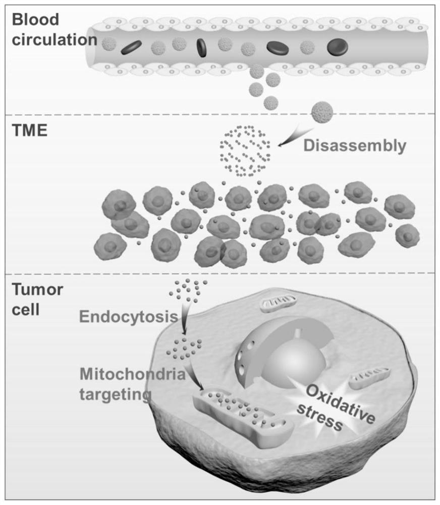 A kind of msnas-tpp multifunctional nanoparticle and its preparation method and application