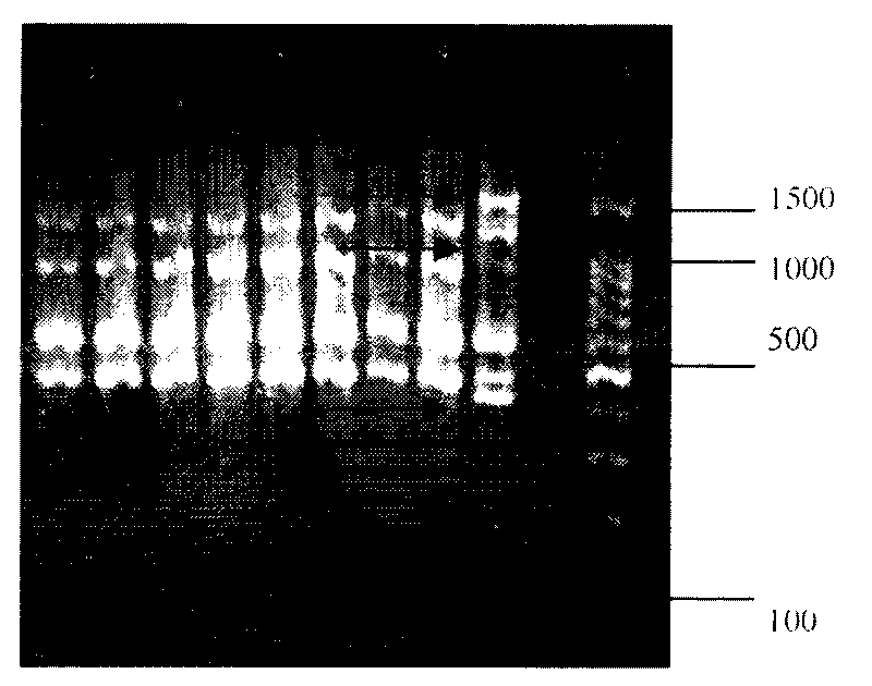 Mutagenic strain of cordyceps militaris and breeding method