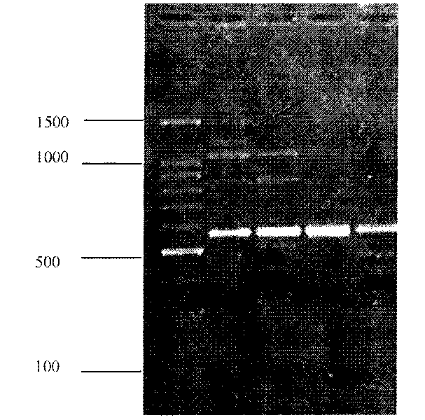 Mutagenic strain of cordyceps militaris and breeding method