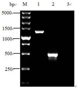 Bacillus anthracis duplex fluorescence quantitative PCR detection kit and detection method