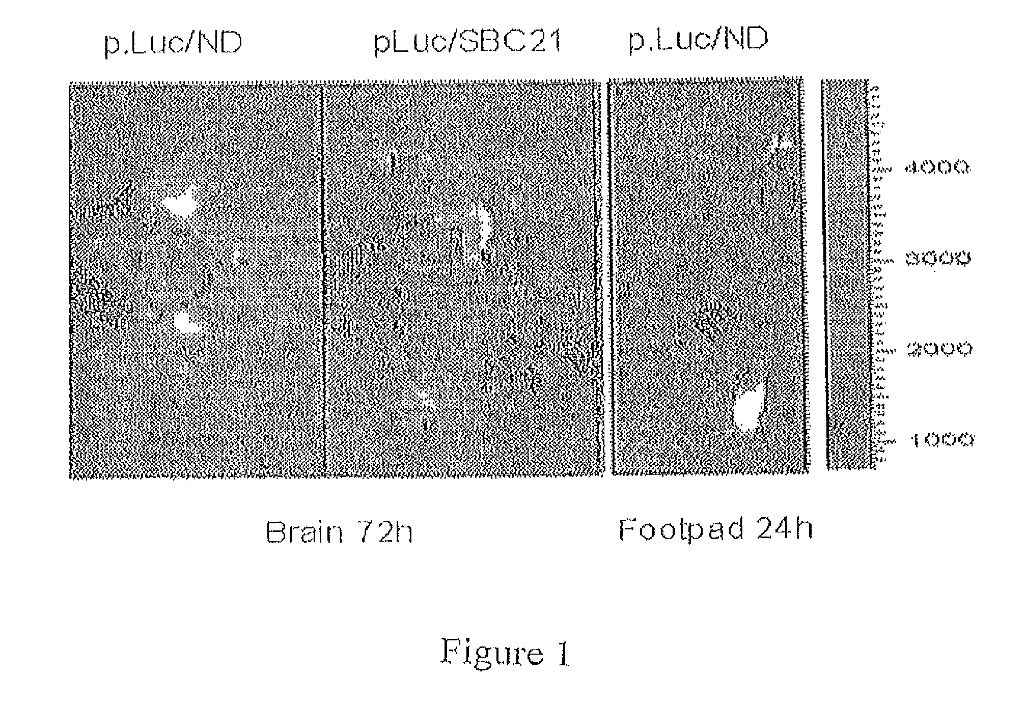 OX40/TRAIL fusion proteins